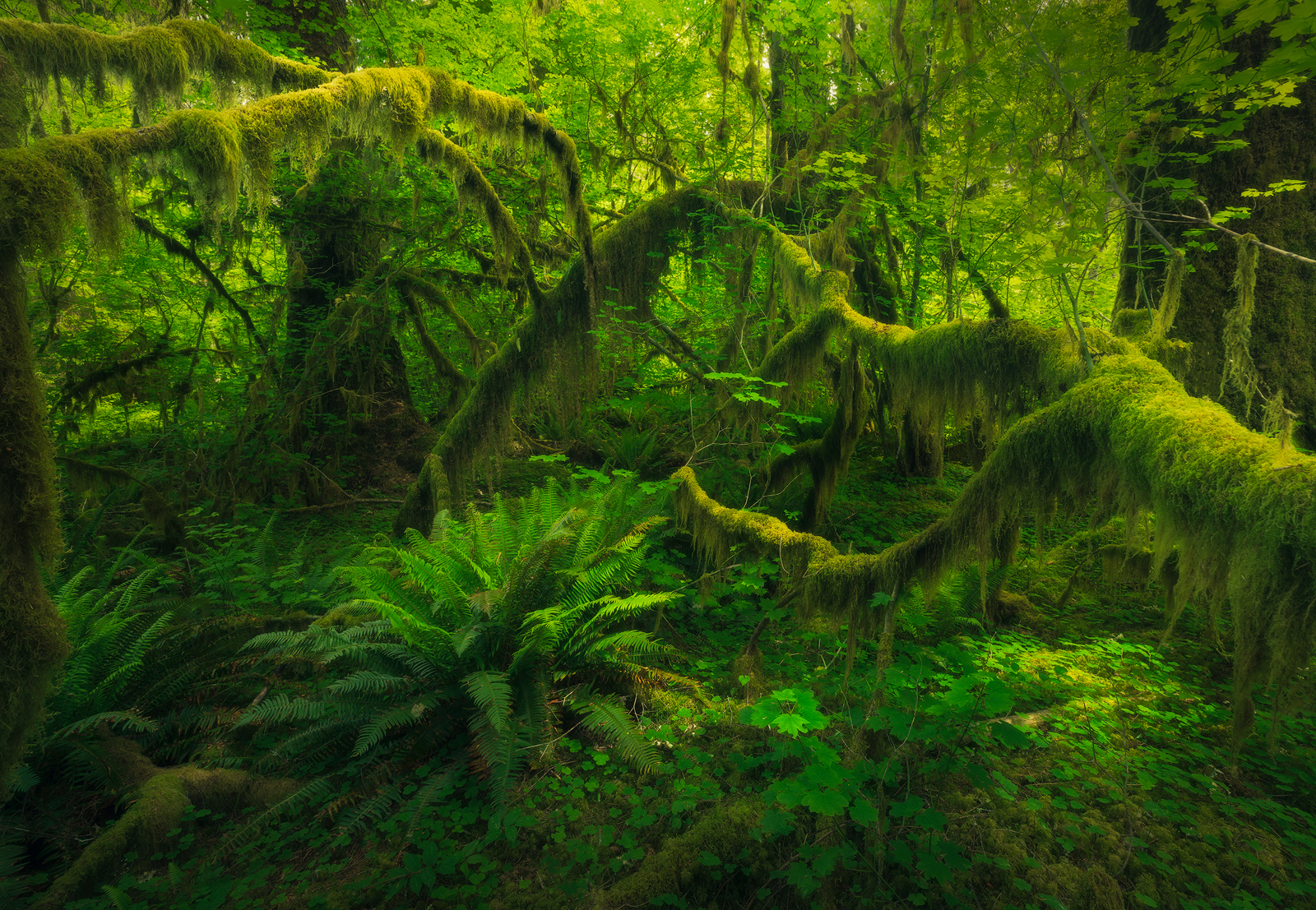reach  the gorgeous temperate rain forest of the pacific